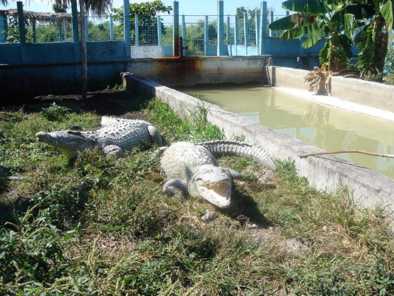 Krokodyli farma-11.jpg